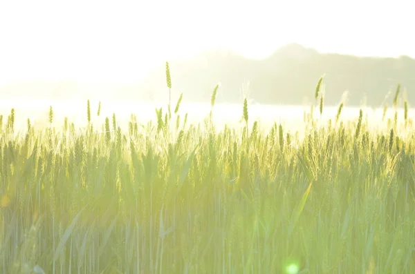 Зелена Трава Полі — стокове фото