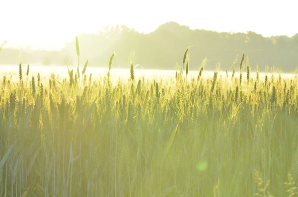 Пшеничне Поле Вранці — стокове фото
