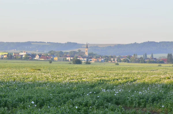 Krásná Krajina Pšeničným Polem Velkým Oknem Dolní Benešov — Stock fotografie