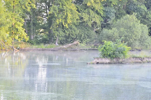 Ormandaki nehrin güzel manzarası