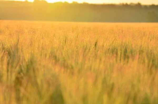 Пшеничне Поле Заході Сонця — стокове фото