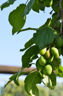 Bahçedeki bir dalda yeşil yapraklar olan elma ağacı.
