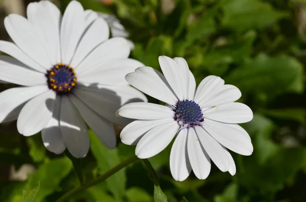 Beautiful Flowers Garden — Stock Photo, Image