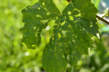 Asmanın yeşil yaprakları