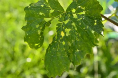 bir bitkinin yeşil yaprakları