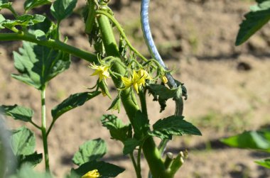 Bahçede yetişen yeşil bitki