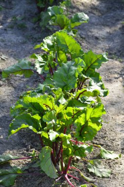 Bahçedeki bir bitkinin yeşil yaprakları