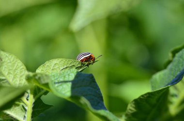 Patatesin yeşil yaprağında on çizgili patates böceği