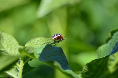 Patatesin yeşil yaprağında on çizgili patates böceği