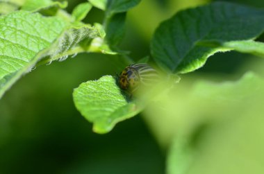 Patatesin yeşil yaprağında on çizgili patates böceği