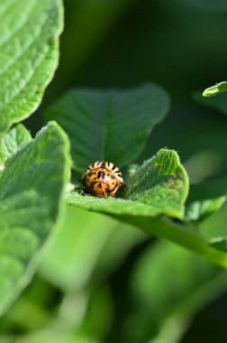 Patatesin yeşil yaprağında on çizgili patates böceği