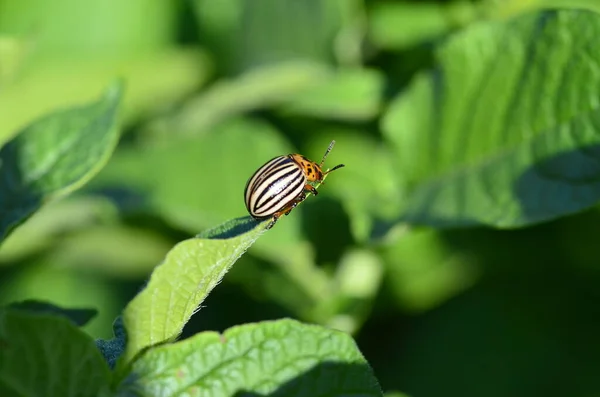 Coléoptère Des Pommes Terre Dix Lignes Sur Feuille Verte Une — Photo