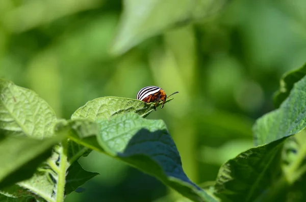 Coléoptère Des Pommes Terre Dix Lignes Sur Feuille Verte Une — Photo