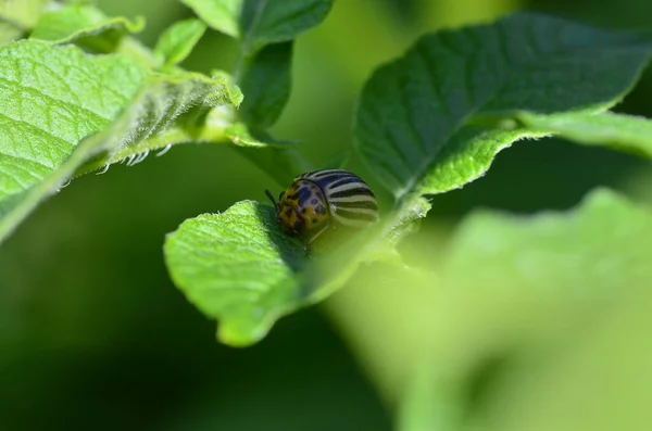 马铃薯绿色薄片上的10行马铃薯甲虫 — 图库照片