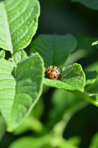 Escarabajo Diez Forrado Patata Sobre Hoja Verde Patata — Foto de Stock