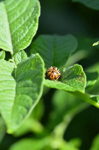 Coléoptère Des Pommes Terre Dix Lignes Sur Feuille Verte Une — Photo