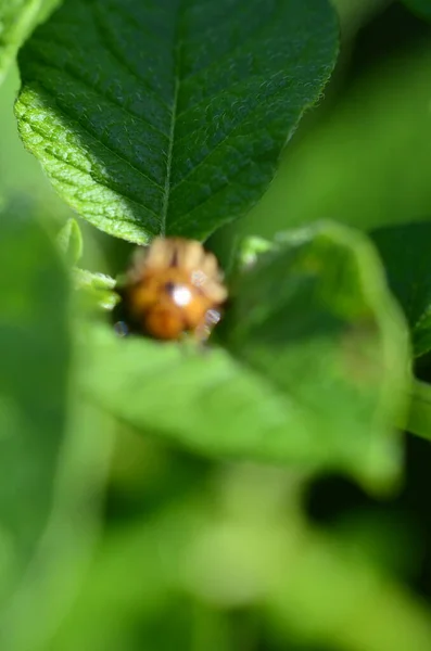 Tien Gevoerd Aardappelkever Groen Blad Van Een Aardappel — Stockfoto