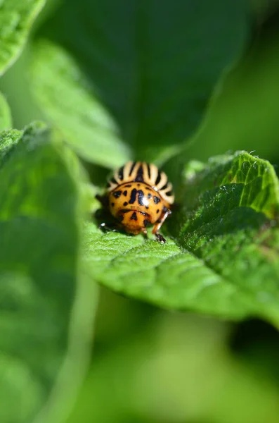 Escarabajo Diez Forrado Patata Sobre Hoja Verde Patata — Foto de Stock