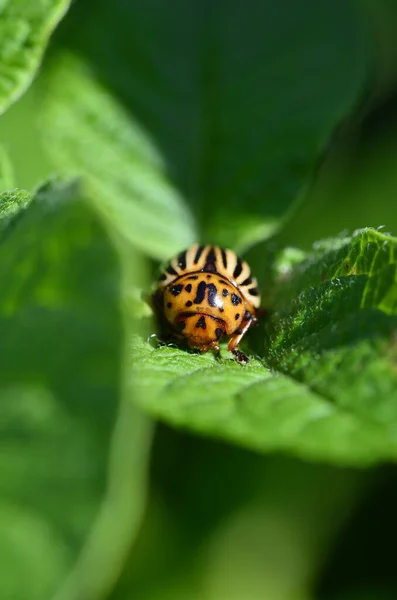 Escarabajo Diez Forrado Patata Sobre Hoja Verde Patata — Foto de Stock