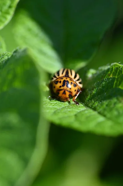 Ten Lined Potato Beetle Green Sheet Potato — Stock Photo, Image