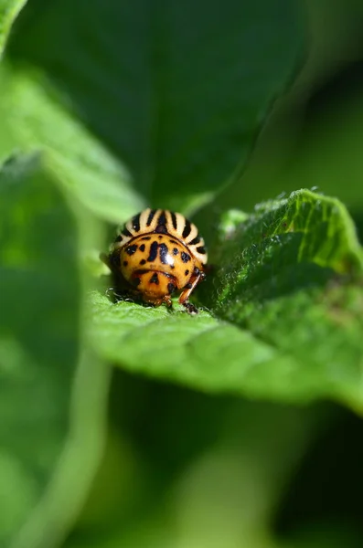 Escarabajo Diez Forrado Patata Sobre Hoja Verde Patata — Foto de Stock