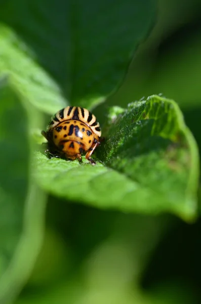 Escarabajo Diez Forrado Patata Sobre Hoja Verde Patata — Foto de Stock