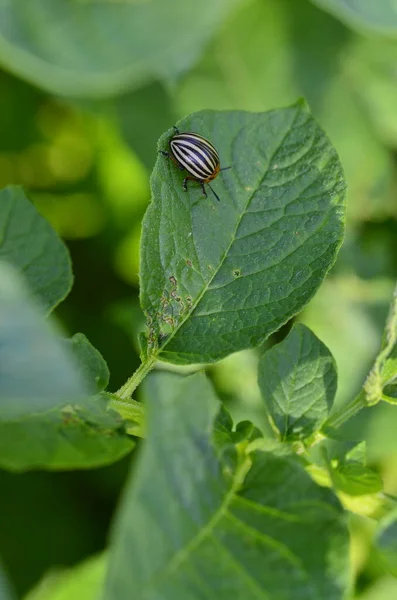 Coléoptère Des Pommes Terre Dix Lignes Sur Feuille Verte Une — Photo