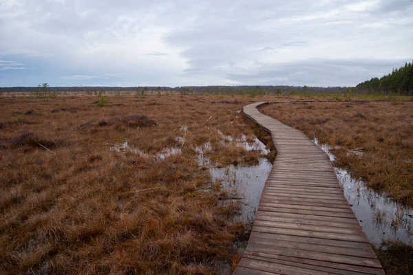 Houten Loopbrug Het Grondgebied Van Het Moerasreservaat Sestroretsk Sint Petersburg — Stockfoto