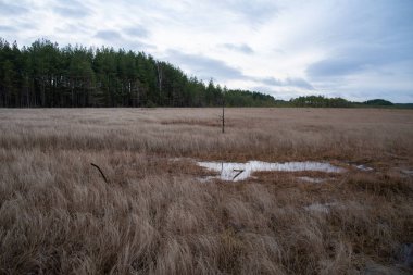 Sestroretsk bölgesi bataklık rezervi. Saint-Petersburg 'da. Rusya