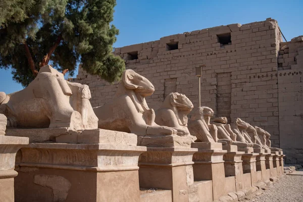Avenida Das Esfinges Cabeça Carneiro Templo Karnak Luxor Egito — Fotografia de Stock