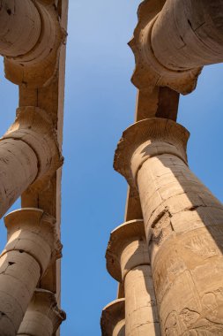 Luxor Tapınağı 'ndaki Amenhotep III sütununda (antik Teb). Luxor, Mısır