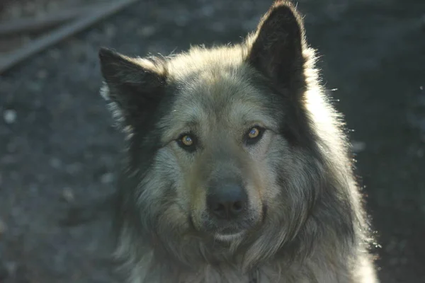 Fluffy Grey Caucasian Shepherd Dog — Stock Photo, Image