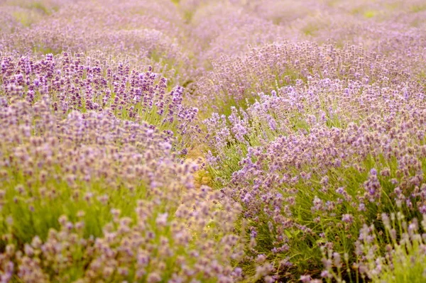 Lavender Field Poland Shot Close Perspective Horizontal Photo — Fotografia de Stock