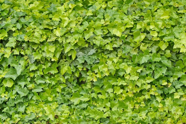 Huge Beautiful Wall Leaves Green Ivy Plant Photo Can Used — Fotografia de Stock