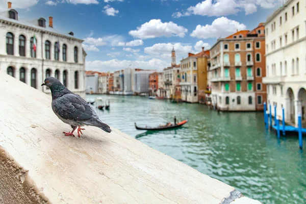 ヴェネツィアの大運河にかかるリアルト橋の鳩 — ストック写真