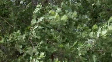 Çok güçlü bir rüzgar bir bahar veya yaz fırtınasından önce bir meşenin dallarını ve yeşil yapraklarını sallar.
