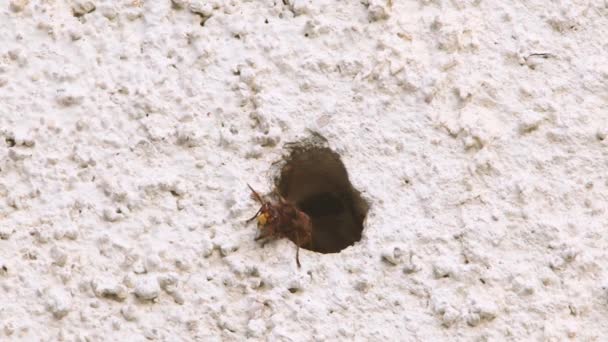 Arı Kovanları Bir Evin Duvarında Eşek Arıları Yuvaya Girip Çıkıyor — Stok video