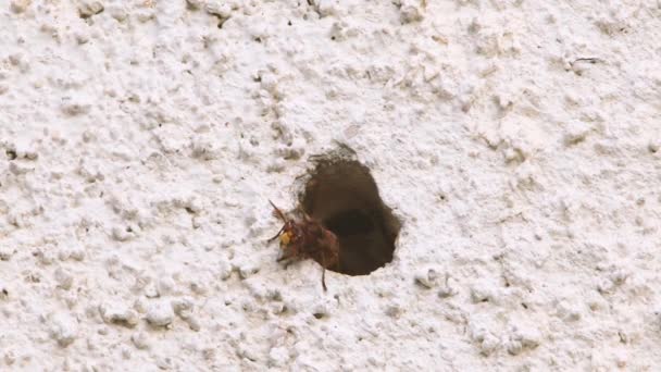 Hornets Nest Wall House Hornets Flying Entering Exiting Nest Yellow — Stock Video