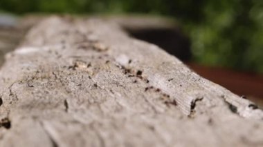 Karıncalar güneşin altındaki ahşap bir kütükte sırayla yürüyorlar. Karınca kolonisi. Makro, doğada bir sandık üzerinde yürüyen birçok karıncayı yakından çek..