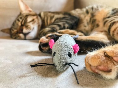 Evde kanepede uyuyan bir kedinin yanında kediler için tebrikçi fare oyuncağı. Fare şeklinde evcil hayvan oyuncağı