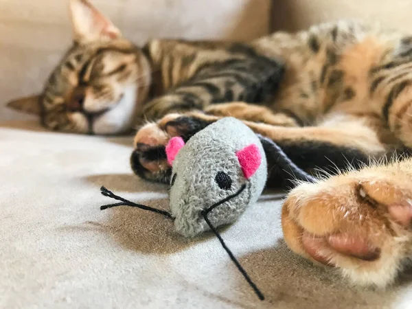Tabric mouse toy for cats next to a cat sleeping at home on the sofa. Mouse shaped pet toy