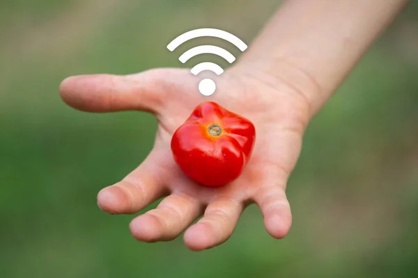 Concept about agriculture of the future. Agriculture and the Internet of things, IoT. Concept about precision agriculture and data transmission from agricultural product.