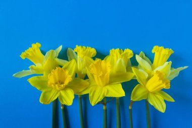 Bağımsızlık bayrağı Ukrayna. Aşağıdaki özgürlük mavi ve sarı narsisli çiçekler. Dur Putin. Ukrayna 'daki savaşı durdurun..