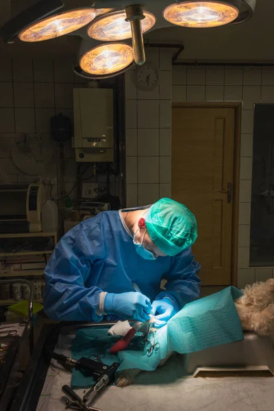 Lekarz weterynarii w trakcie operacji na nodze psa. Lekarz weterynarii w niebieskich rękawiczkach, masce, czapce i sukni. — Zdjęcie stockowe