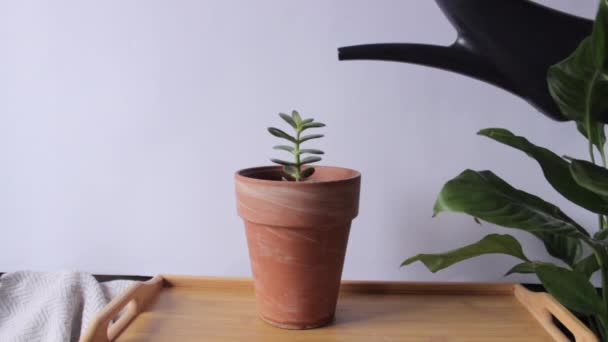 Gießen in einem Prozess mit schwarzer Gießkanne. Crassulas kleine grüne Zimmerpflanze im Keramiktopf auf einem Holztisch. — Stockvideo