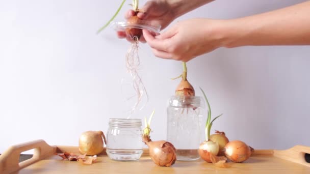 Womans hands hold a sprouted onion bulb with long root. Over the jar of water and wooden table. — Stock Video