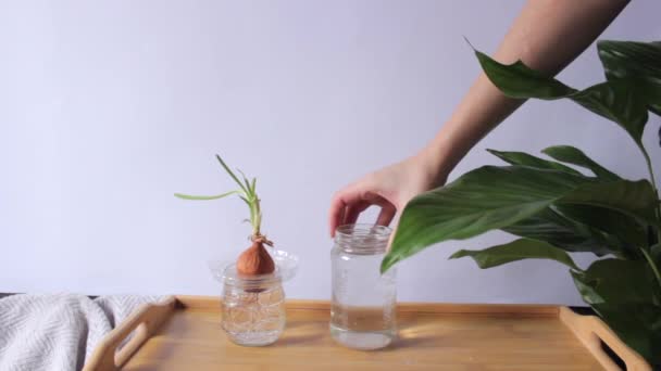 Mano Womans mette un vaso d'acqua sul tavolo di legno e mette un bulbo di cipolla germogliato con lunga radice sull'acqua. — Video Stock