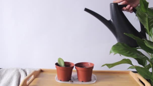 Gießen in einem Prozess mit schwarzer Gießkanne. Crassulas grüne Sprossen in den zwei Blumentöpfen auf einem Holztisch. — Stockvideo