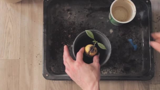 Bovenaanzicht van de mens handen planten avocado zaad met groene spruit in een bloempot. Het kweken van avocado boom uit zaad thuis. — Stockvideo