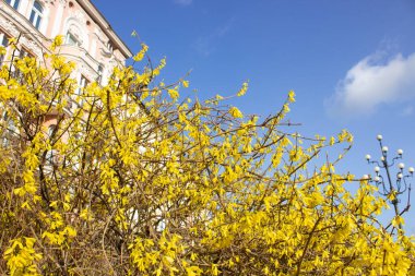 Gökyüzüne karşı çiçek açan çalı. Ukrayna 'nın ulusal bayrağına benziyor - özgürlük mavi ve enerji dolu sarı. 